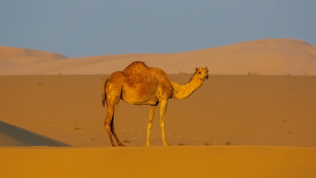 Side view of lonely camel standing in endless desert with tall sandy dunes against cloudless blue sky at sunset